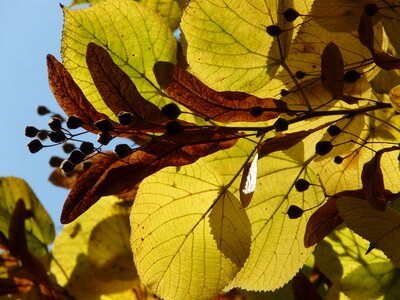 Winter linde stone linde tilia cordata