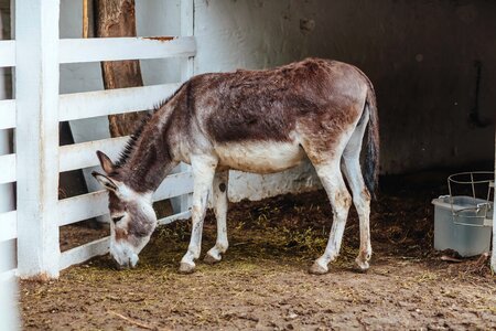 Brown donkey farm