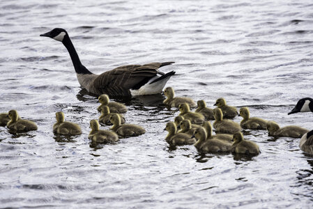 Groups of Goslings swimming with mother goose photo
