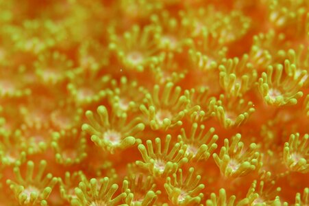 Sea diving soft corals
