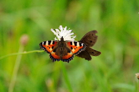 Butterflies Sharing Flower
