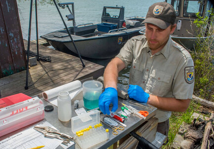USFWS fisheries worker prepares to insert transmitter in lake sturgeon-2