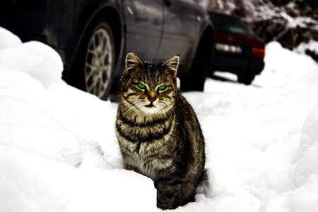 Animal car cat