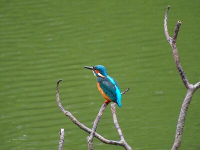 Kingfisher bird male