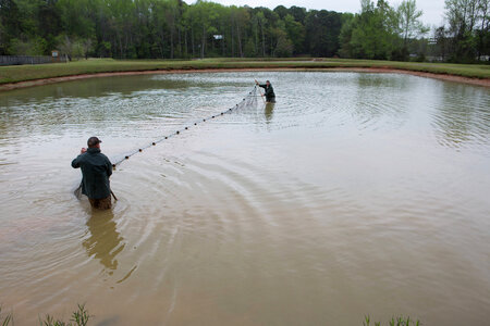 Staff at Warm Springs Hatchery checking nets for channel catfish-2 photo