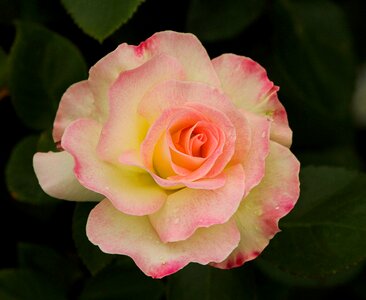 Yellow pink white