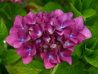 Violet ornamental shrub greenhouse hydrangea photo