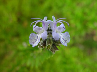 Couple viola 