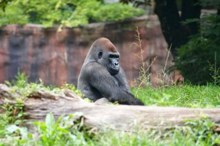 Gorilla primate monkey photo