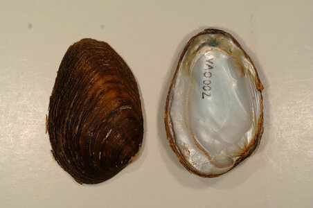 Pleuronaia dolabelloides-1