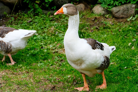 Home Goose photo