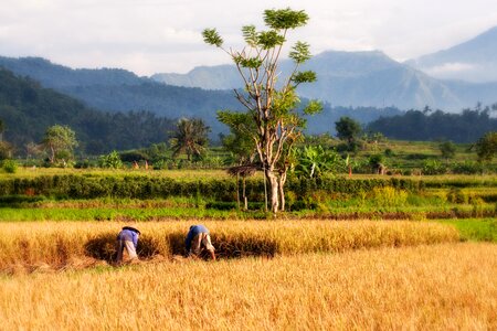 Rice harvest harvest agriculture photo