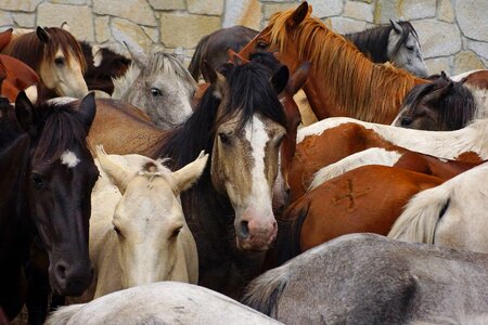 Agriculture animal brown photo