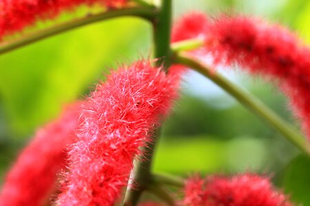 Beautiful Flowers blooming blossom photo