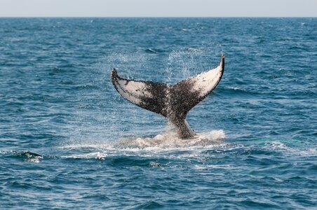 Tail monterey california