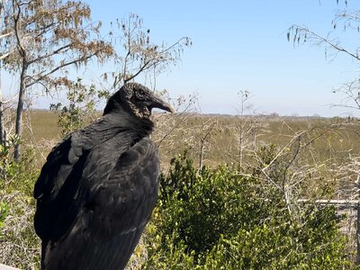 Beak bird vulture