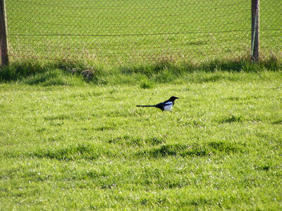 Magpie on meadow photo