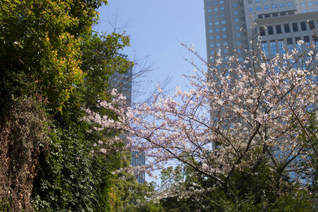 10 Akasaka