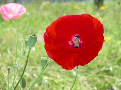 Poppy spring spring field