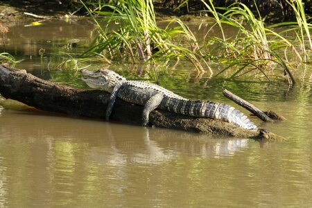 Animal crocodile louisiana