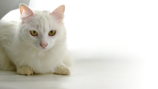 Catherine white skin pets