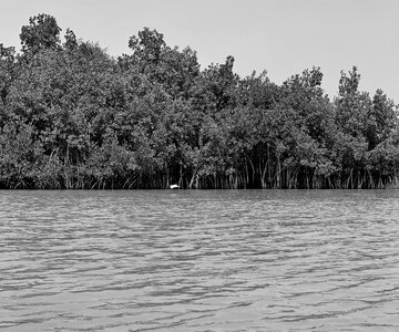 Tree lake landscape photo