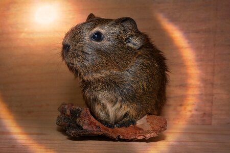 Pet rodent cute