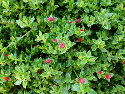 Flowers pink green