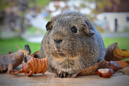 Rodent animal cute