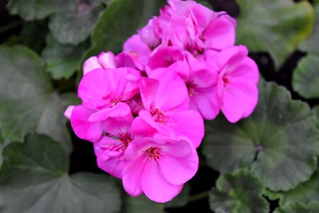Pink flowers blossom photo