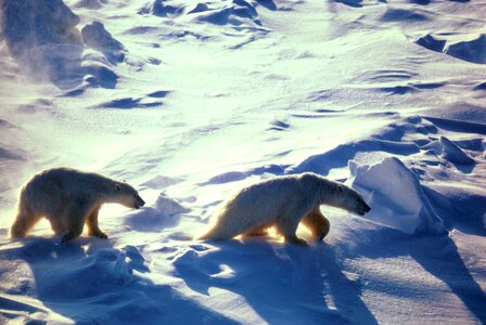 Animal animals bear