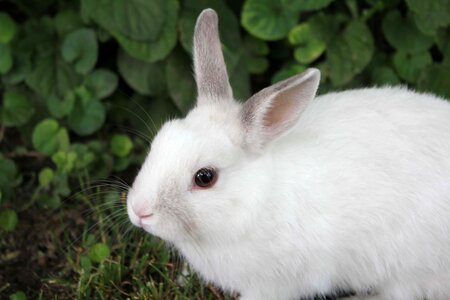 White bunny pet photo