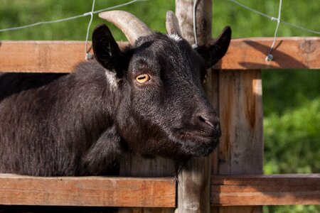 Animal bock billy goat photo