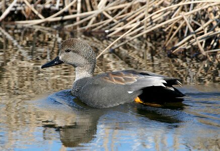 Duck photo