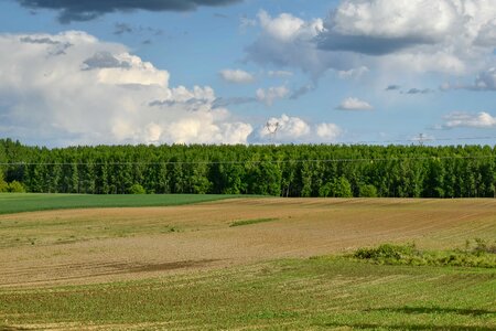 Summer landscape meadow