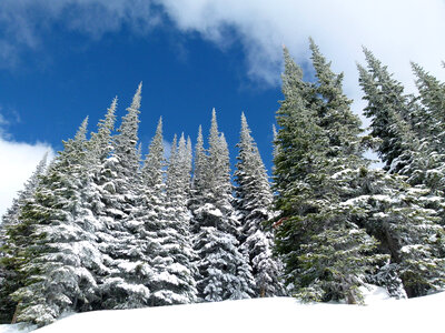 Winter Pine Forest in British Columbia, Canada photo