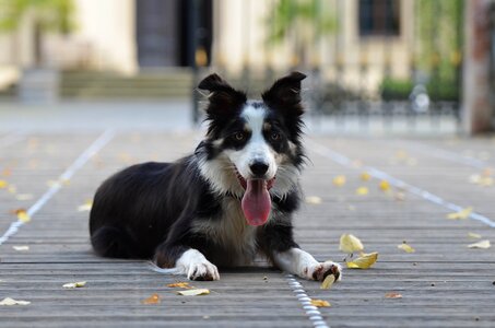 Wooden bridge lying dog summer photo