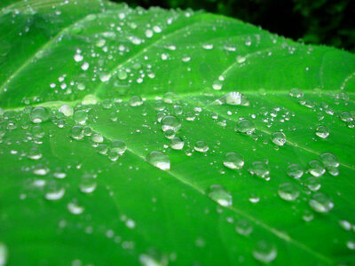Water droplets on leaf photo