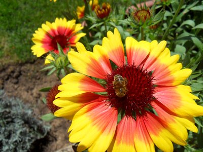 Flower bee summer flowers photo