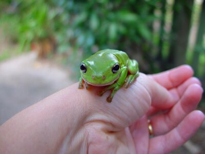 Frog green frog greenery photo