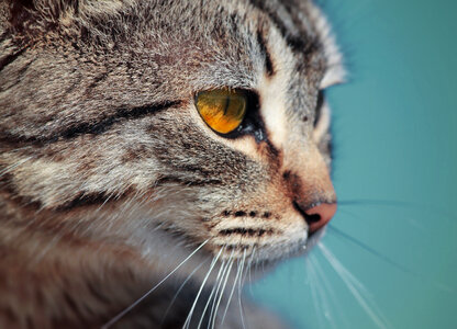 Domestic Cat Closeup Portrait photo