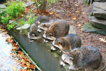 Raccoon mammal drinking raccoons