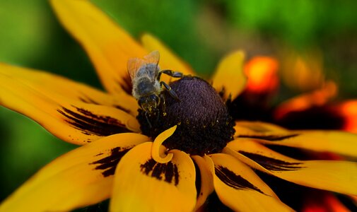 Detail bee macro