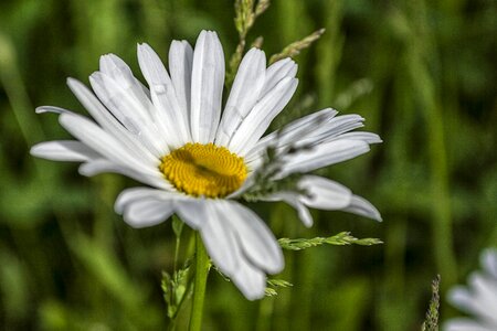 Beautiful Flowers beautiful photo bloom photo