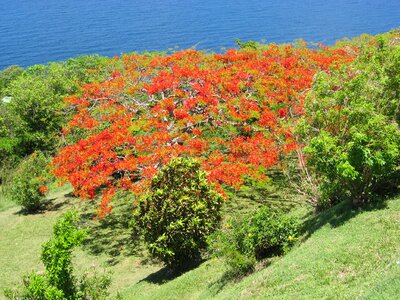 Tropical coast exotic photo