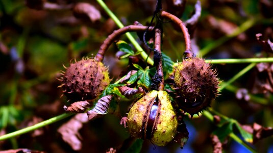 Branch chestnut climate photo