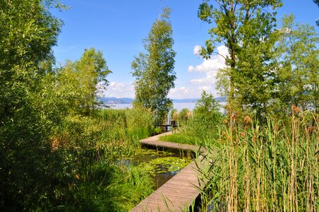 Lake zurich reed away