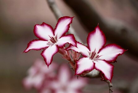 Beautiful beautiful flowers beautiful photo