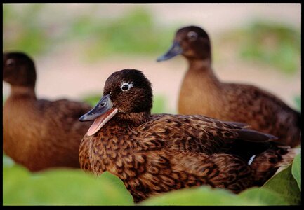 Ducks  