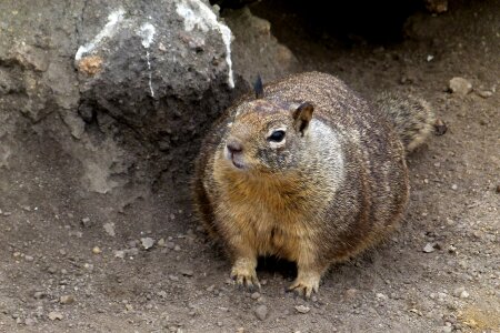Coast mammal rodent